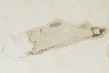 Fossil Fish (Knightia) - Green River Formation #189621-2